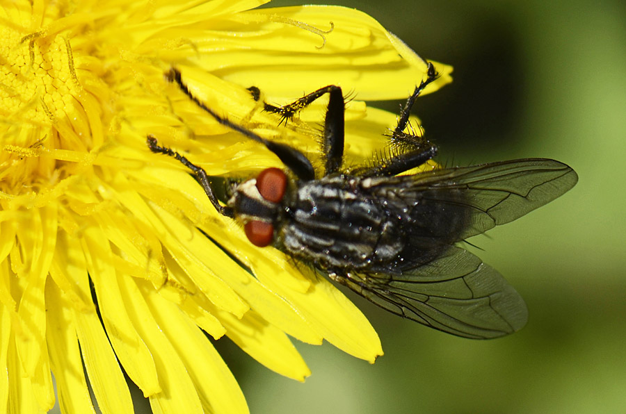 Sarcophaga sp